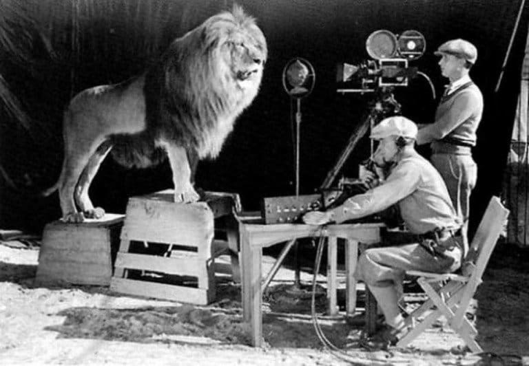 Dei cameramen riprendono il ruggito del leone per la sigla della Mgm