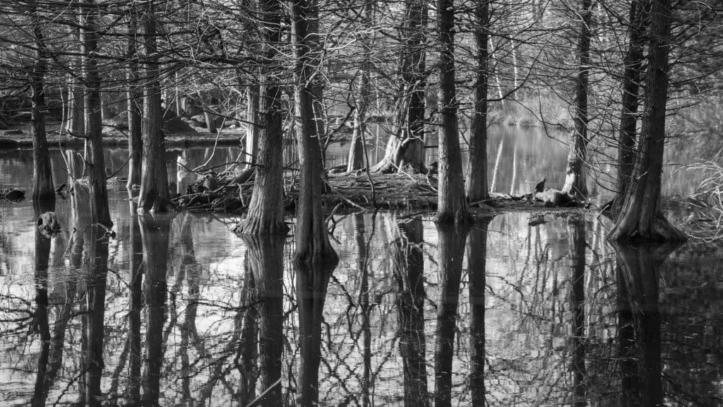 foresta-in-bianco-e-nero
