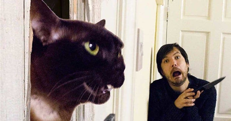 film famosi con il gatto