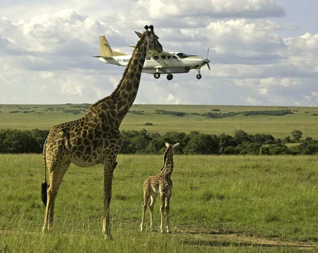 Giraffa controllore di volo
