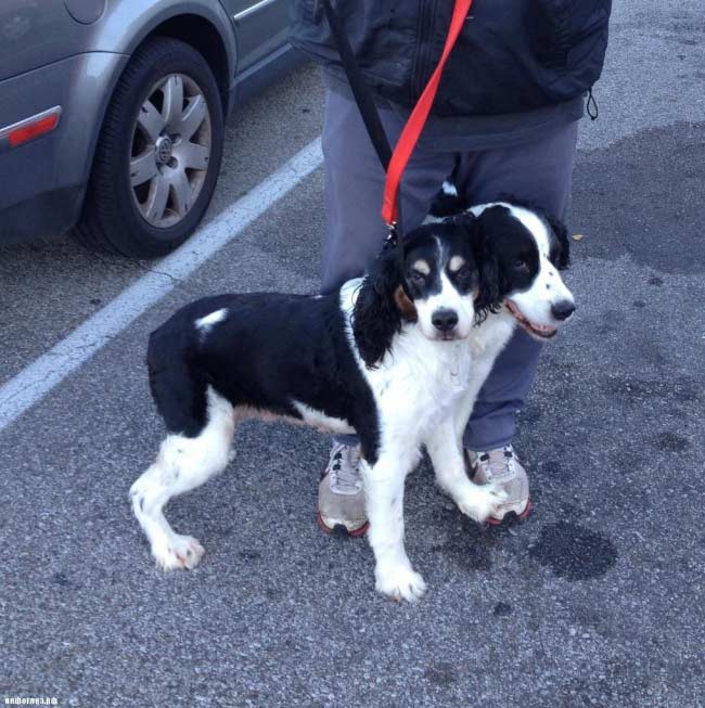 Cane cerbero a due teste