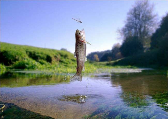 Pesce in alto