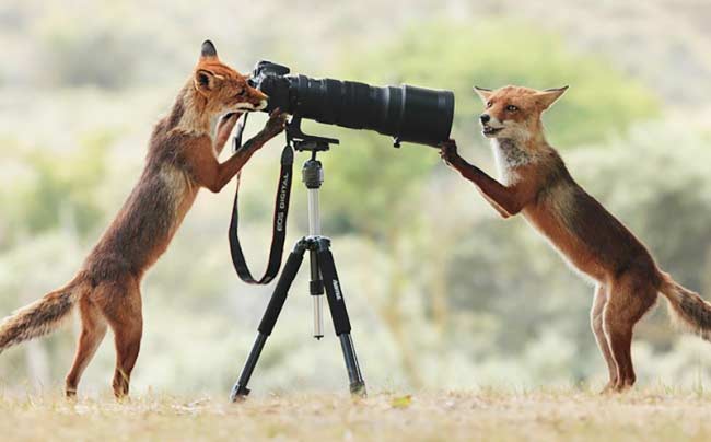 Una volpe fotoreporter