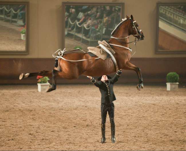 cavallo muscolo