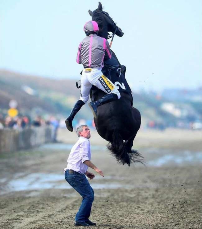 Cavallo che vola