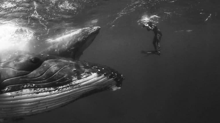 Giants di Jem Cresswell, le balene in bianco e nero