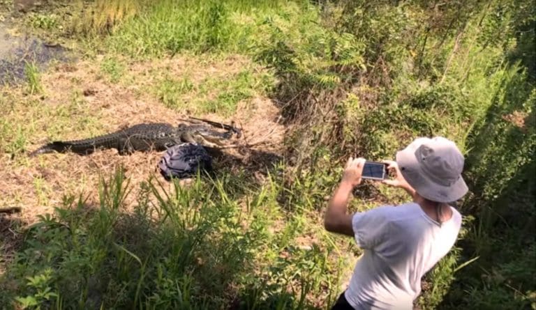 Come non fotografare un alligatore