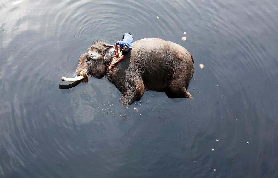 Elefante bagno nel fiume