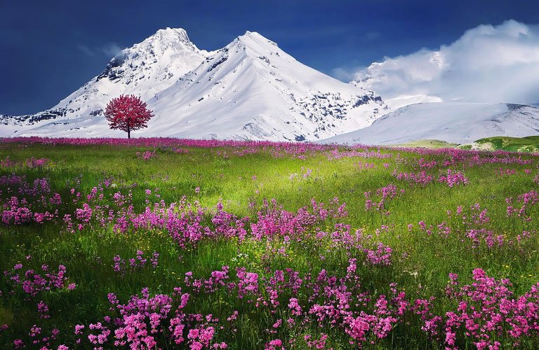 Una foto esempio dove la distanza iperfocale ha permesso di rimanere a fuoco sia i fiori in primo piano che le montagne sullo sfondo