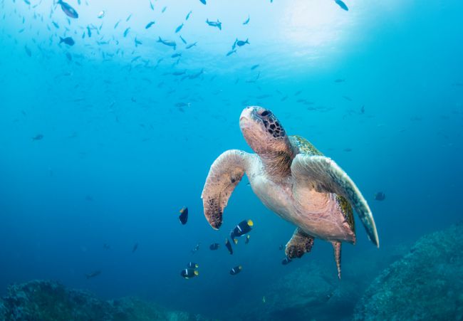 Isole Galápagos