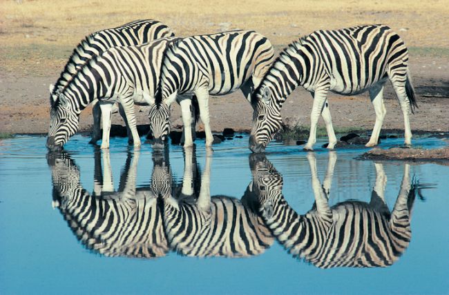 Parco nazionale di Etosha Namibia