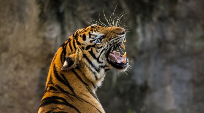 Parco nazionale di Ranthambore India