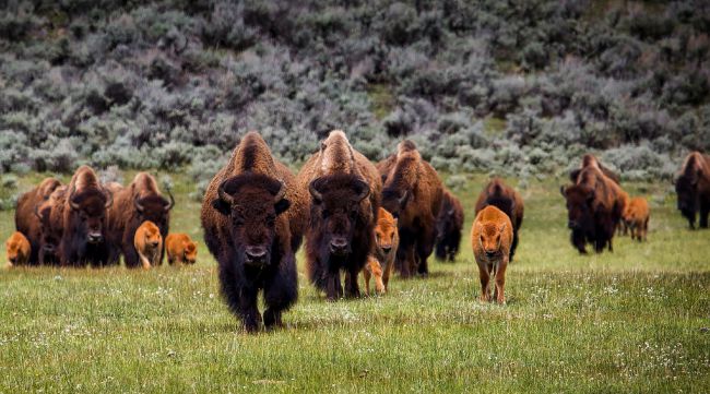 Parco nazionale di Yellowstone USA