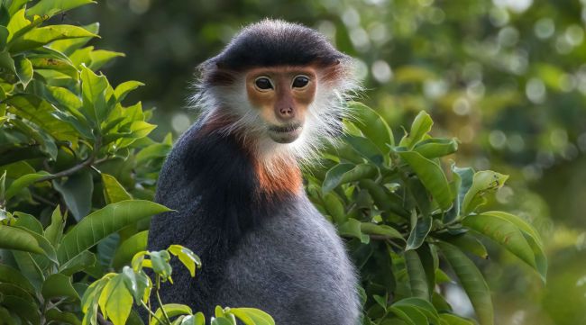 Riserva naturale Son Tra Vietnam