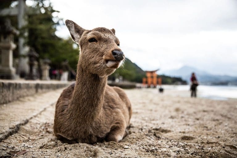 Foto finalista del concorso National Geographic 2019