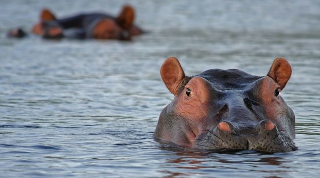 Selous Game Reserve Tanzania
