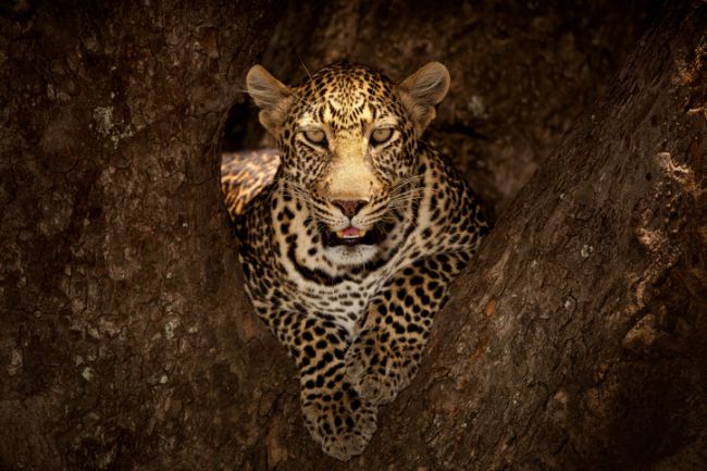Yala National Park Sri Lanka min