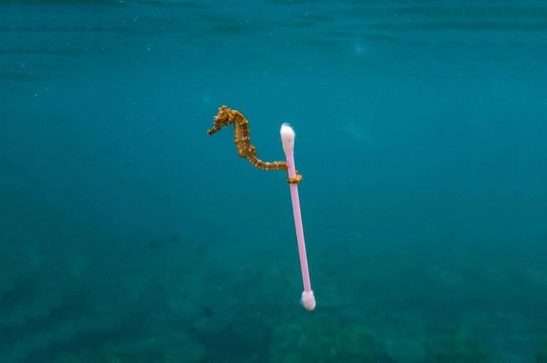 Fotografia sull'ambiente e l'inquinamento di Justin Hofman