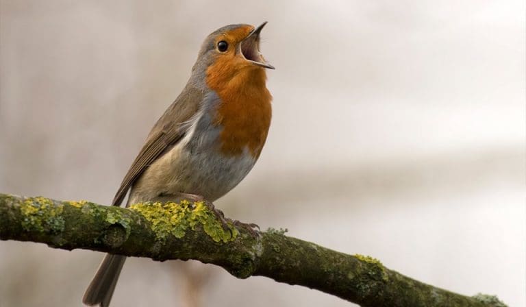 Obiettivi per fotografare gli uccelli