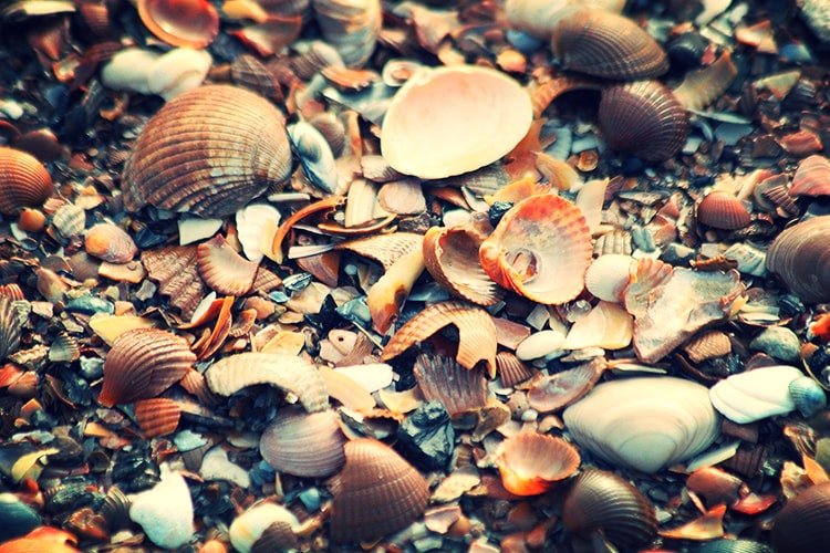 Foto al mare conchiglia
