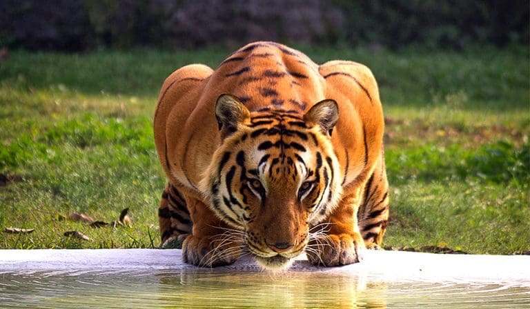 Fotografia naturalistica
