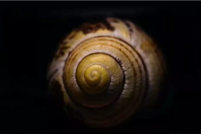Composizione radiale