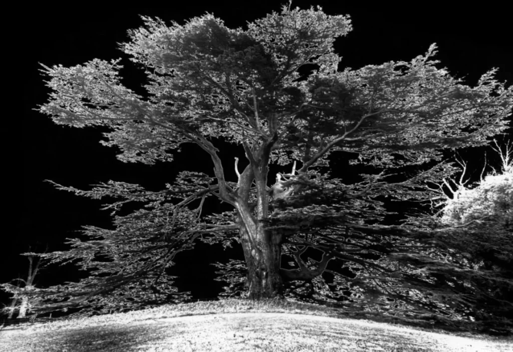 fotografia di una pianta di ugo mulas