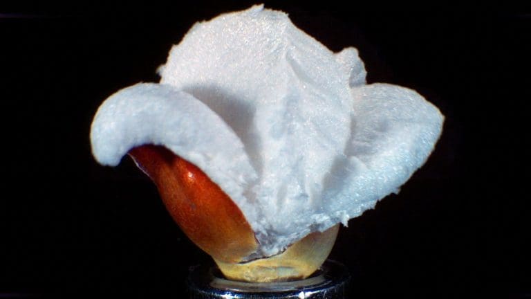 Come si forma il popcorn in Ultra Slow Motion