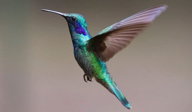 Consigli su come fotografare gli uccelli
