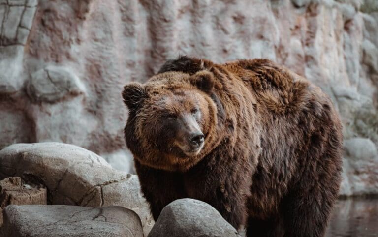 Come fotografare animali pericolosi