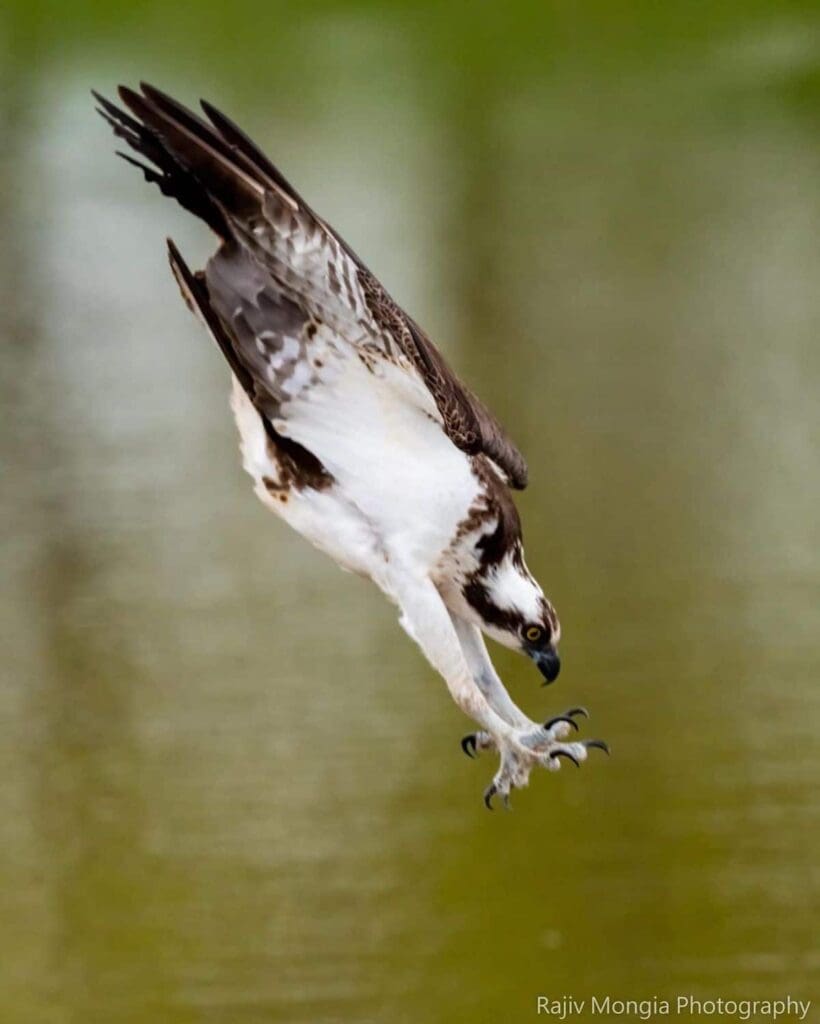 rajiv mongia eagle photos 2