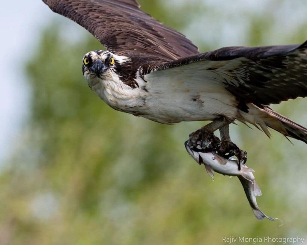 rajiv mongia eagle photos 3