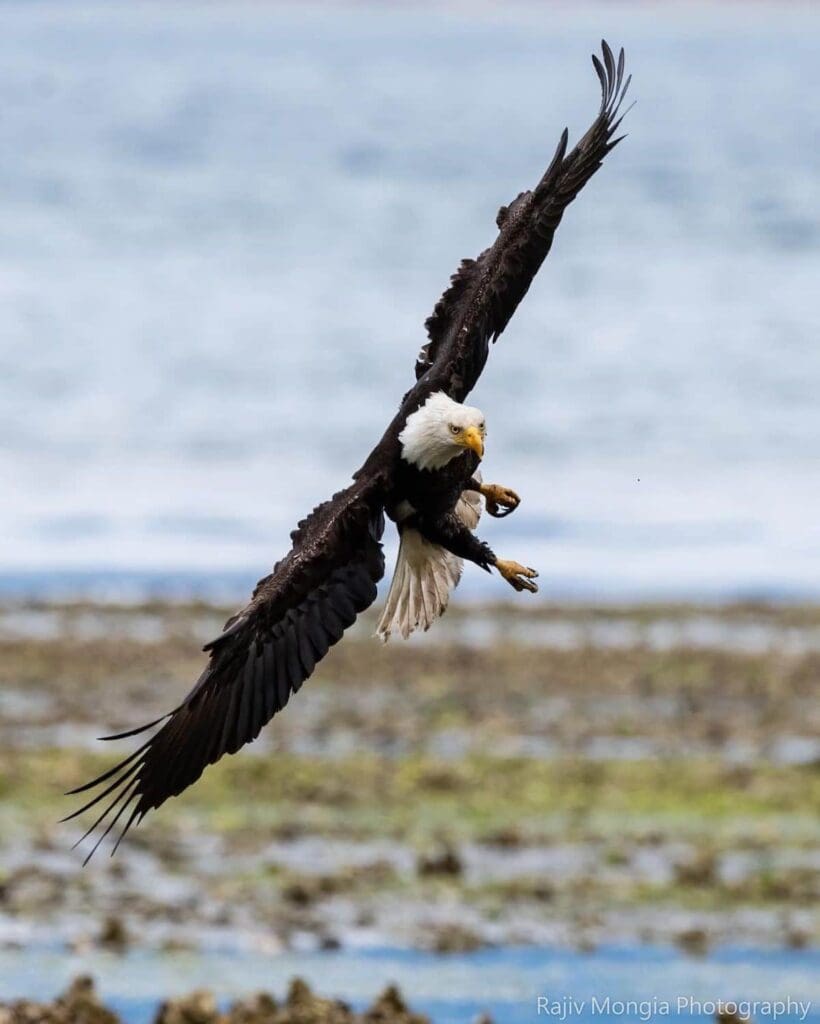 rajiv mongia eagle photos 4