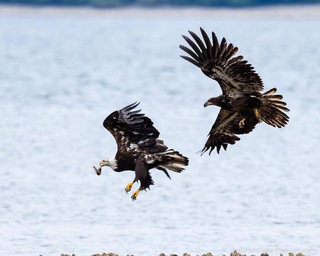 rajiv mongia eagle photos 5