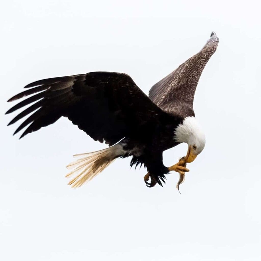 rajiv mongia eagle photos 6