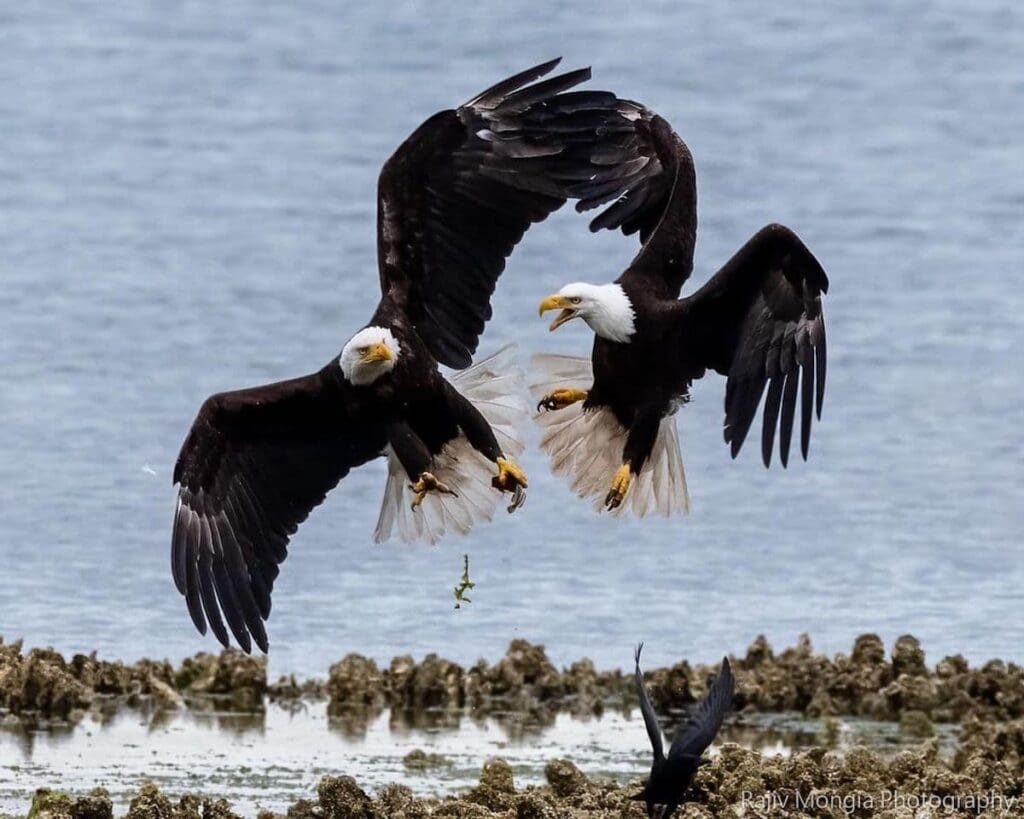 rajiv mongia eagle photos 7