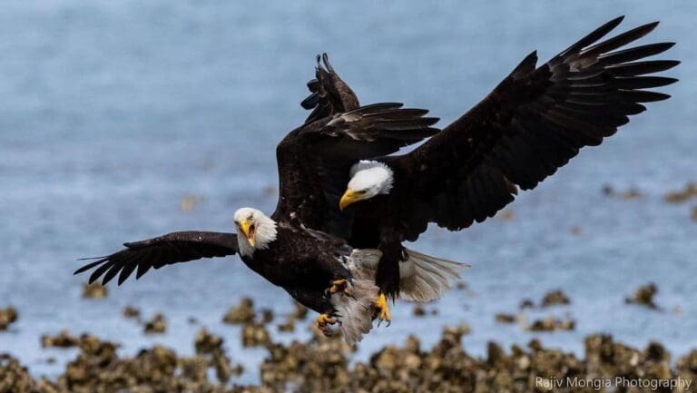 rajiv-mongia-eagle-photos-8