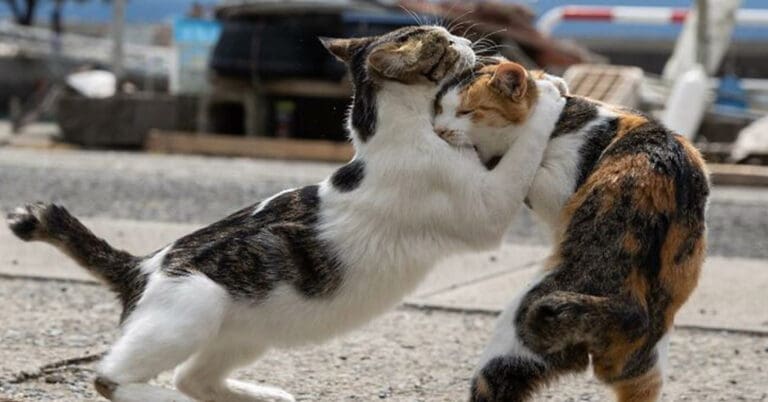 foto di gatti divertenti