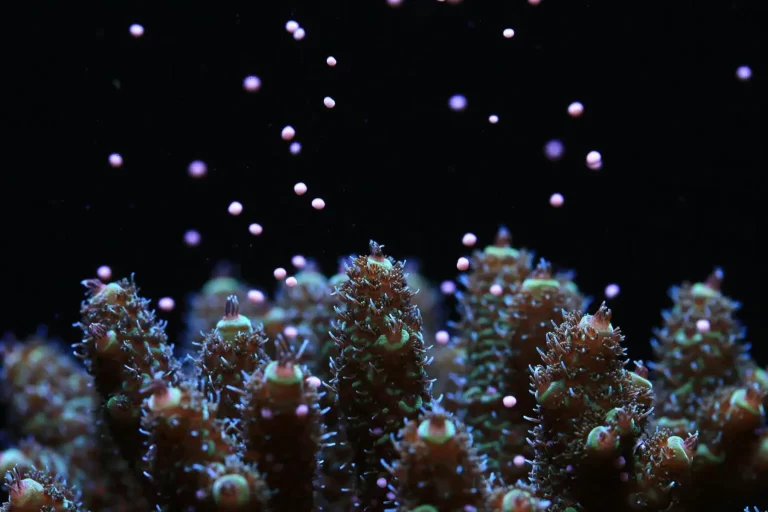 Coral-Spawning-Canon-barriere-coralline