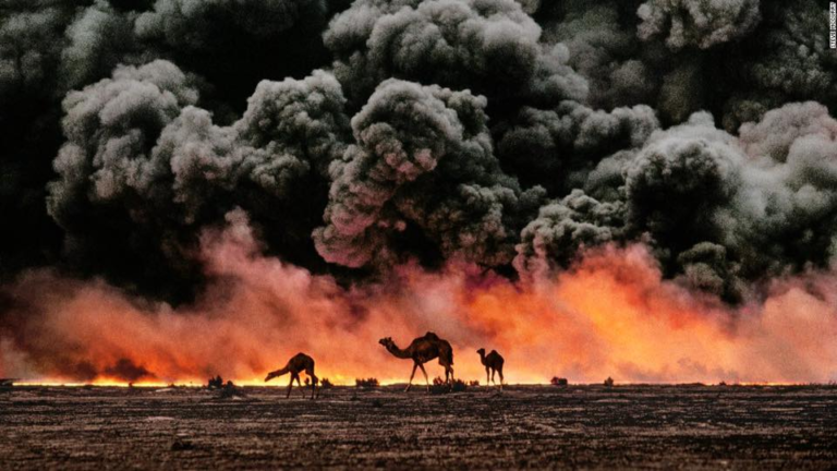 Camels and oil fire, Kuwait