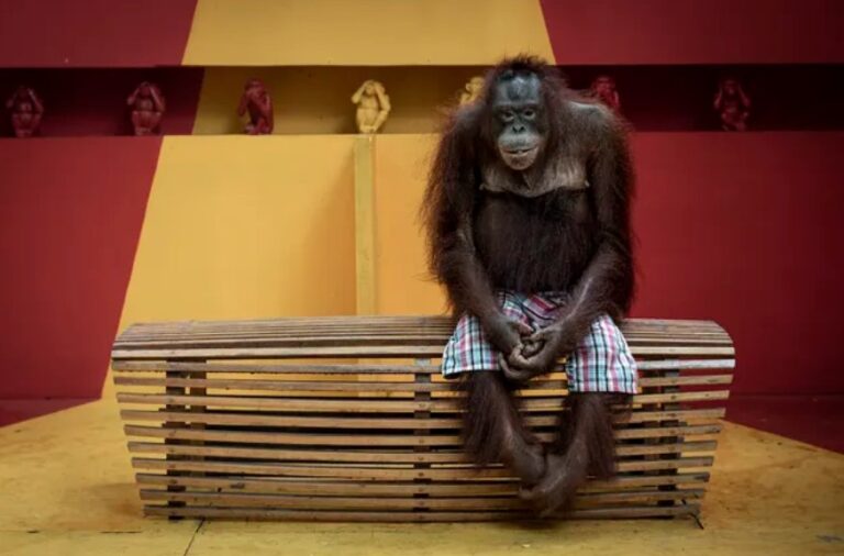 Environmental Photography Awards 2024