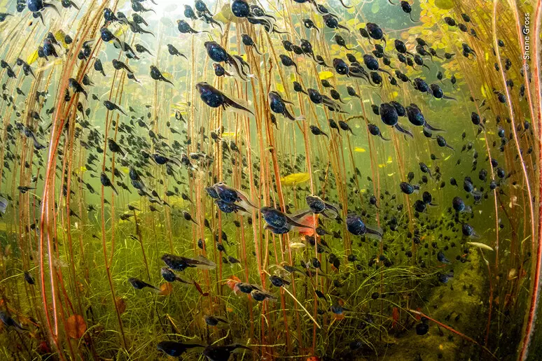 Wildlife Photographer of the Year