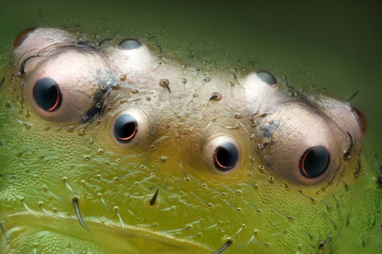 nikon small world 2024