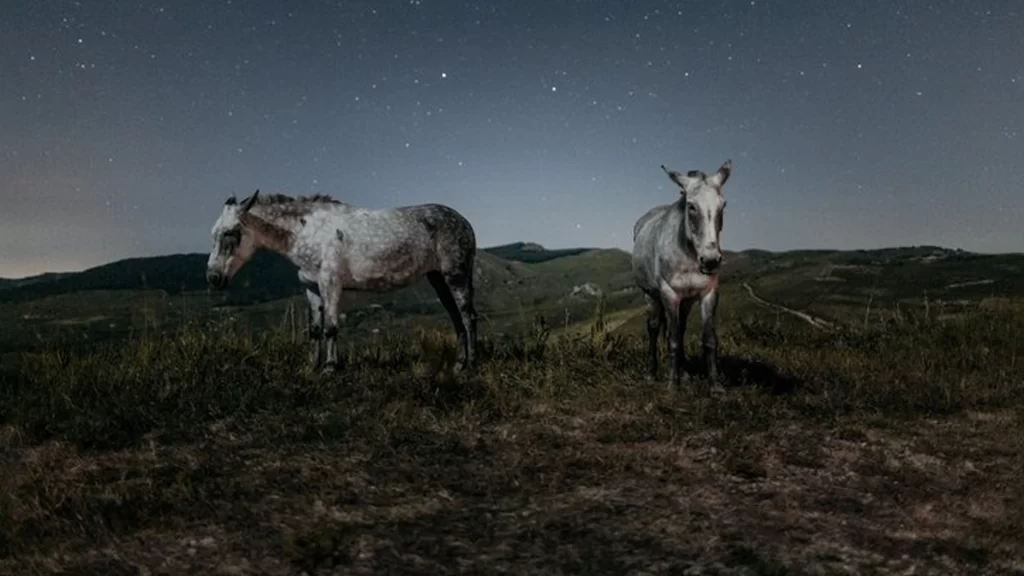 foto di notte di cavalli di roselena ramistella