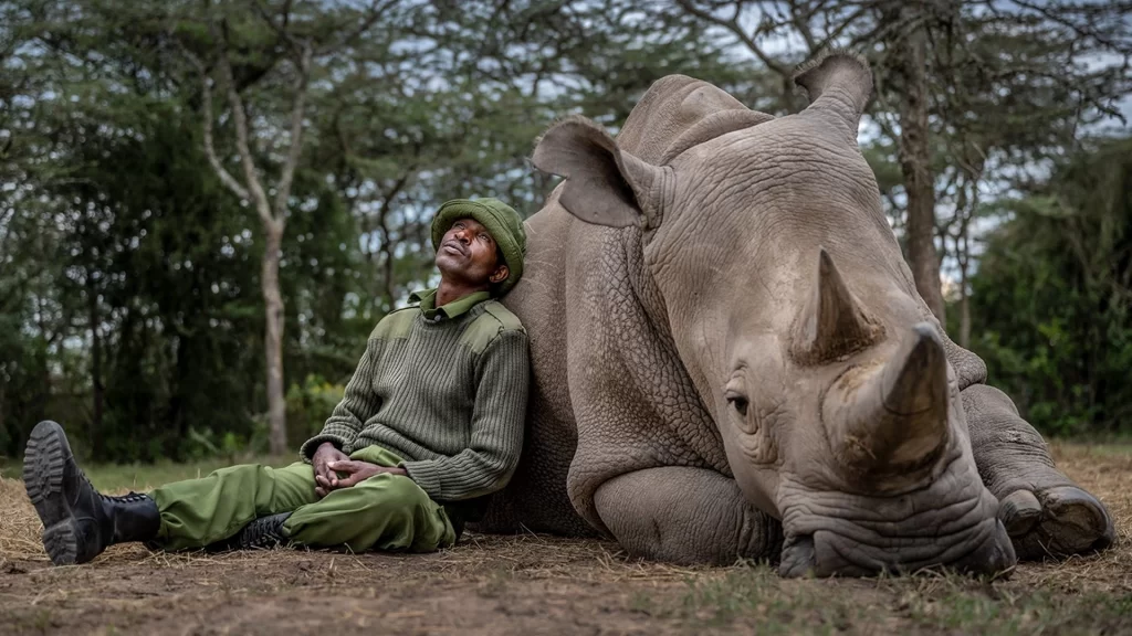 foto di ami vitale ad un rinoceronte con un africano