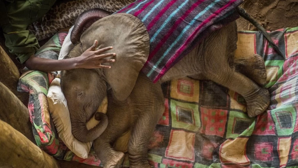 foto di ami vitale con un elefante