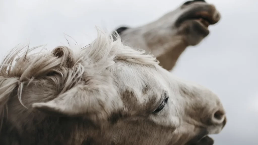 foto di cavalli di roselena ramistella