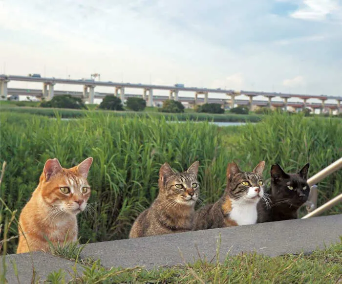 foto-gatti-randagi-tokyo-masayuki-oki-13