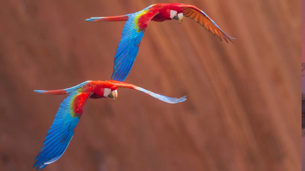 foto di uccelli di lans franting