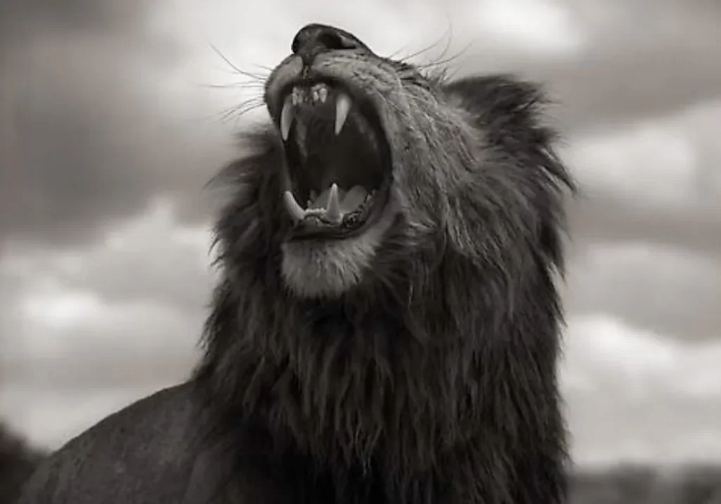 leone fotografato da nick brandt